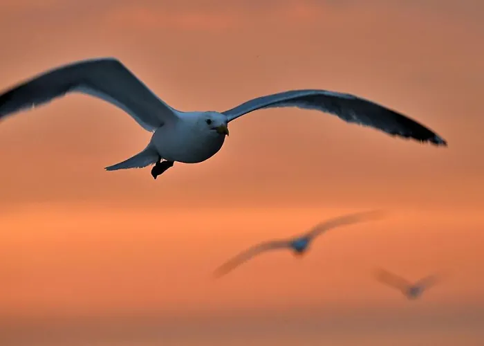 Plage, Vue Et Dragon, Garage Pour Moto Appartement